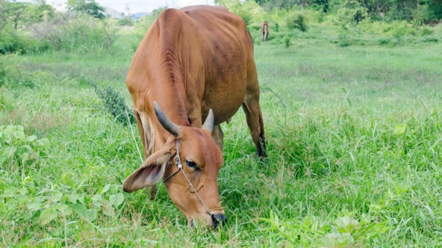 महाराष्ट्र में देशी गाय को 'राज्यमाता' का दर्जा, विधानसभा चुनाव की तैयारियाँ जोरों पर