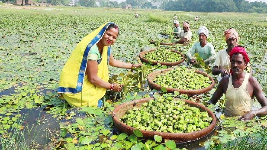 सवाई माधोपुर में सिंघाड़े की खेती: उम्मीदों की नई किरण!